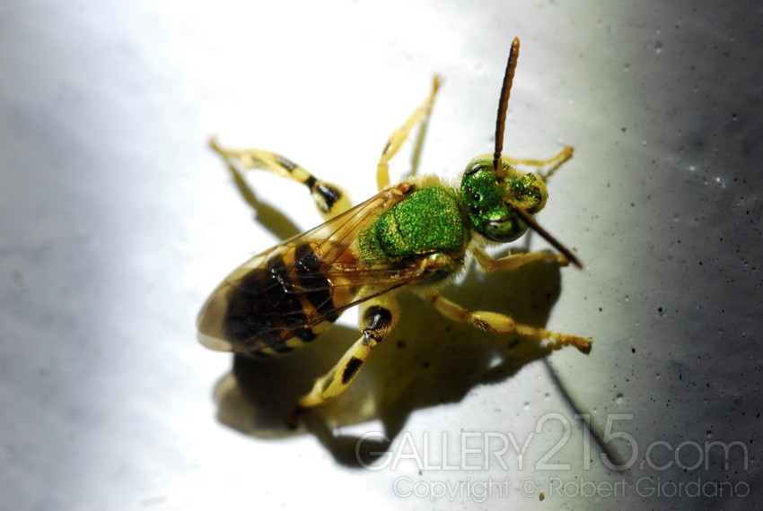 Insect Macro